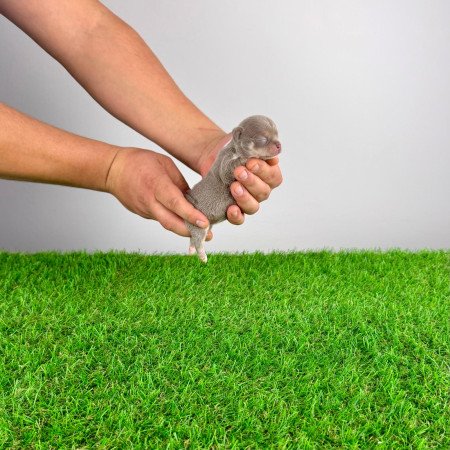 Törzskönyves Csivava kiskutya