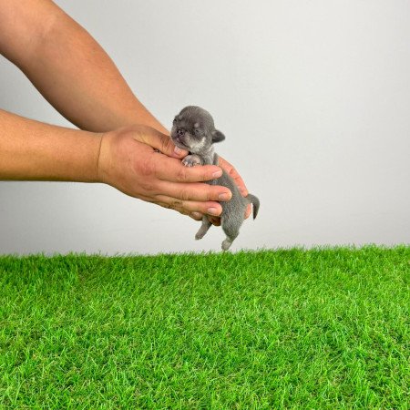 Törzskönyves Csivava kiskutya