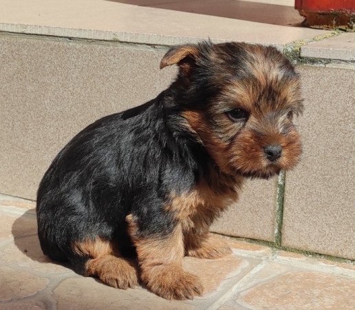 Yorkshire terrier