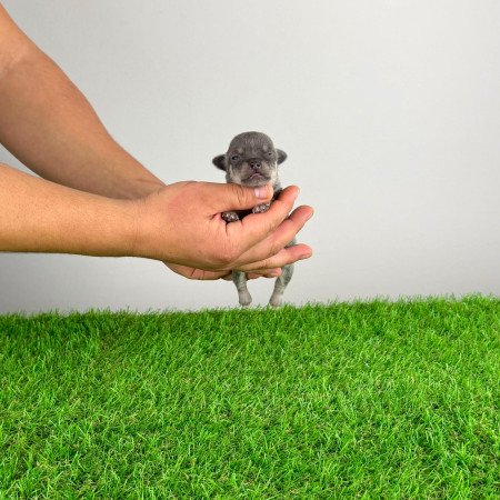 Törzskönyves Csivava kiskutya