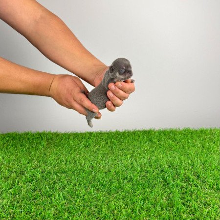 Törzskönyves Csivava kiskutya