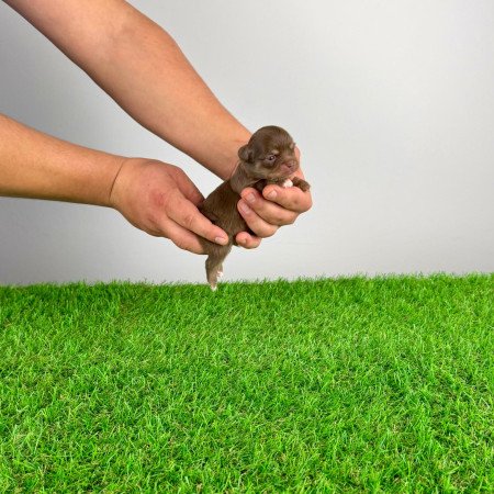 Törzskönyves Csivava kiskutya