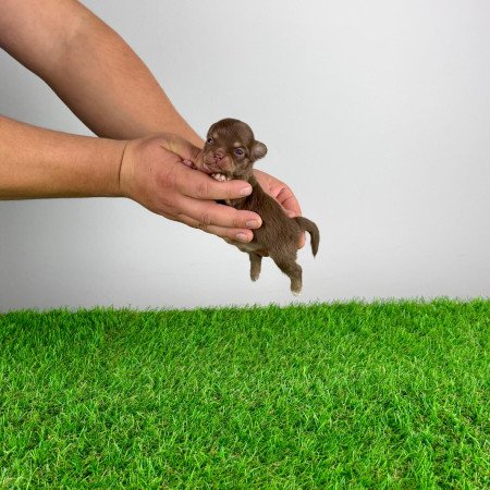 Törzskönyves Csivava kiskutya