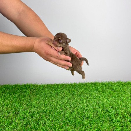 Törzskönyves Csivava kiskutya