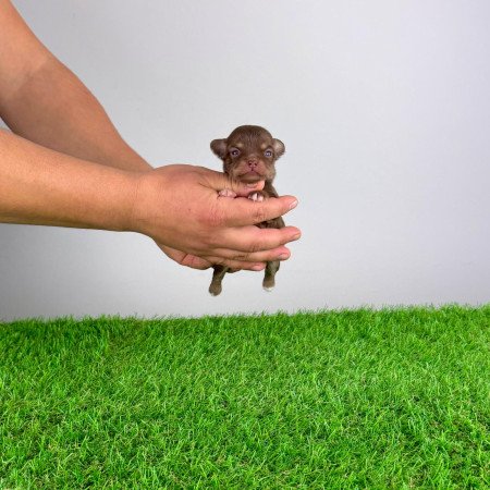 Törzskönyves Csivava kiskutya