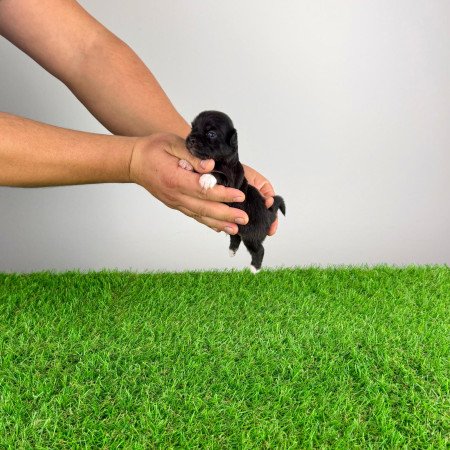 Törzskönyves Csivava kiskutya