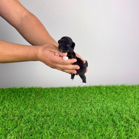 Törzskönyves Csivava kiskutya