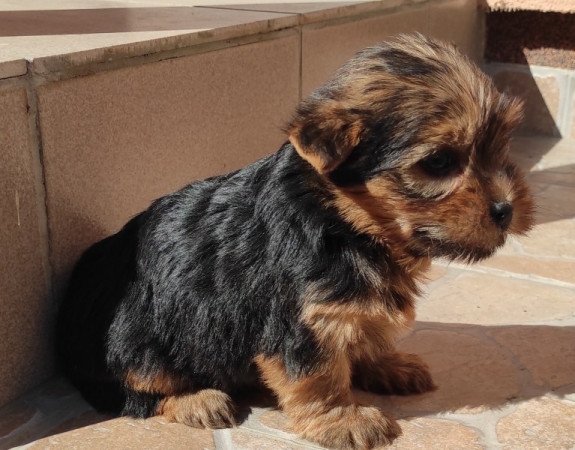 Yorkshire terrier