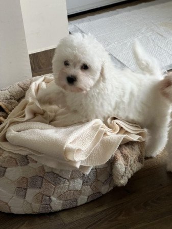 Bichon havanese