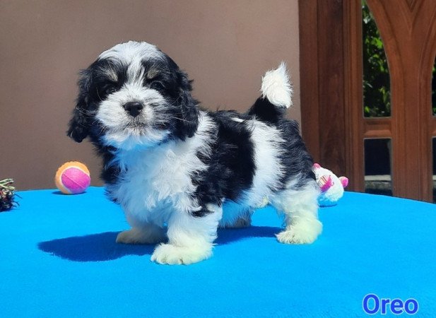 Bichon Havanese