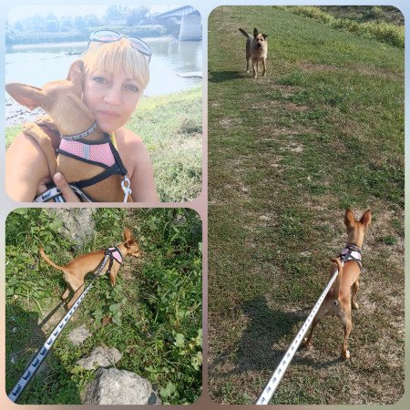 Extra mini őz pincher