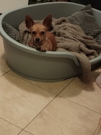 Extra mini őz pincher