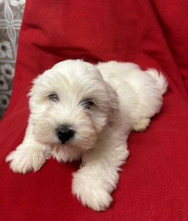 Bichon havanese