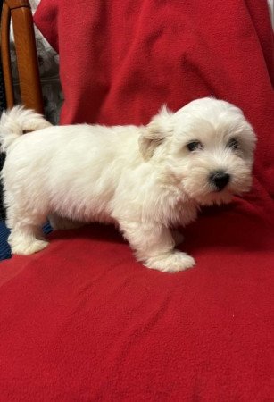 Bichon havanese
