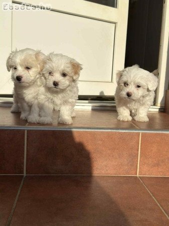 Bichon Havanese