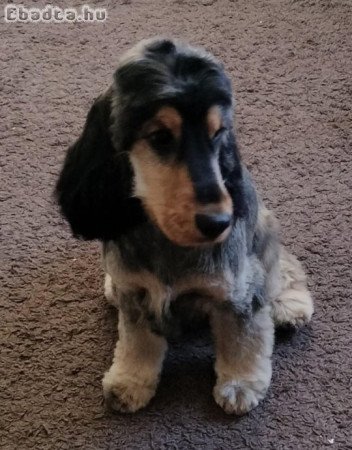 8 hónapos angol cocker spániel fiúcska