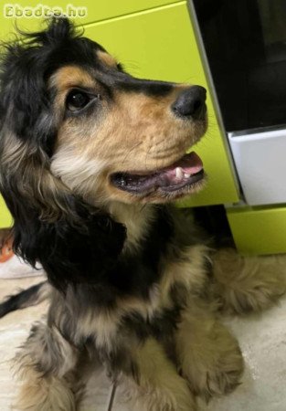 8 hónapos angol cocker spániel fiúcska