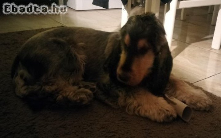 8 hónapos angol cocker spániel fiúcska