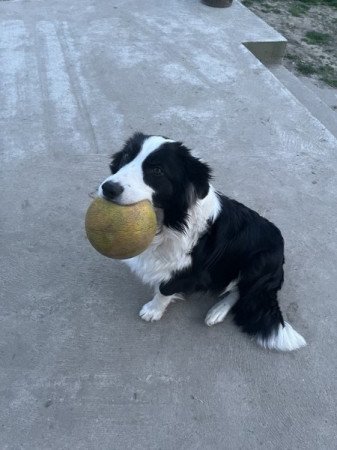 Border collie