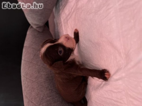 Kínai meztelen powder