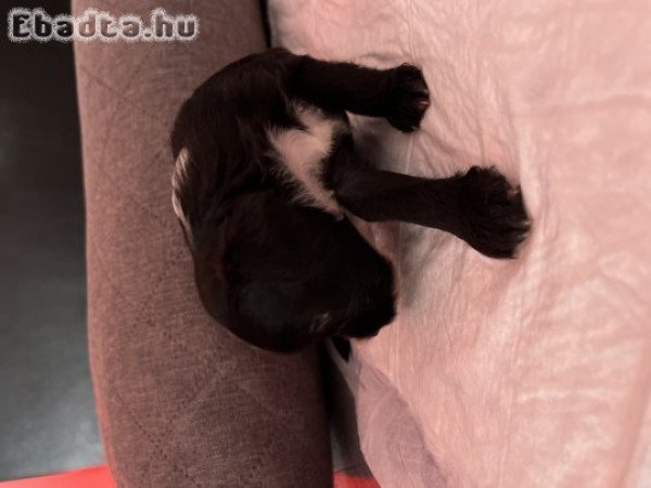 Kínai meztelen powder