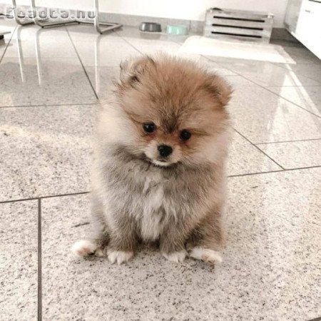 Pomerániai törpe spicc