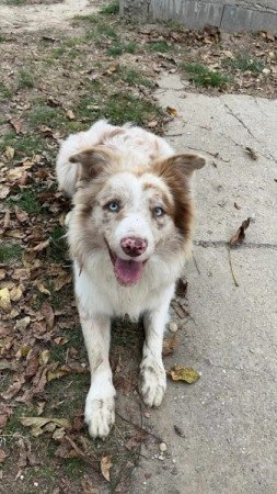 Border collie