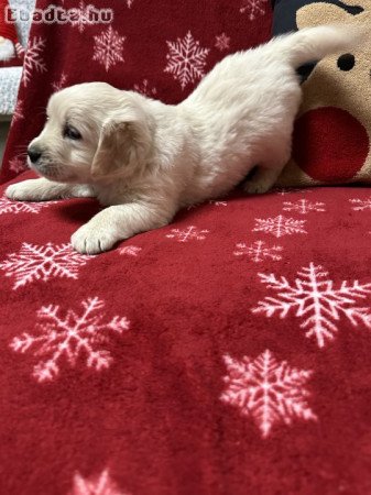 Golden Retriever kiskuyták