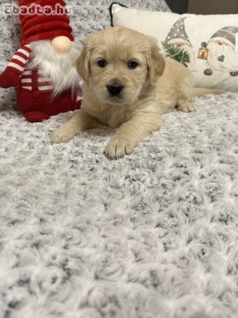 Golden Retriever kiskuyták