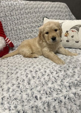 Golden Retriever kiskutyák
