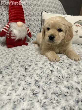 Golden Retriever kiskutyák