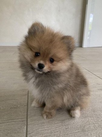 Pomerániai törpespicc