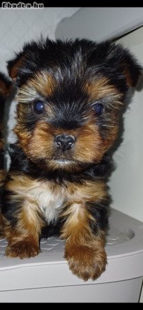 Yorki bébi szerető othonba költözne