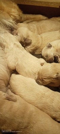 Golden Retriever