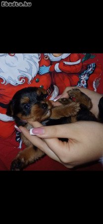 Yorki terrier bébi gazdisodna