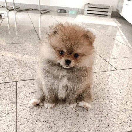 Pomerániai törpespicc