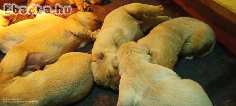 Golden retriever fajtatiszta kikutyák foglalhatók