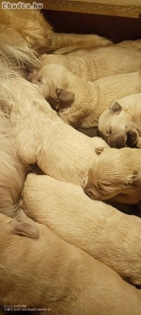 Golden retriever fajtatiszta kikutyák foglalhatók