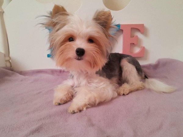 Biewer Yorkshire terrier