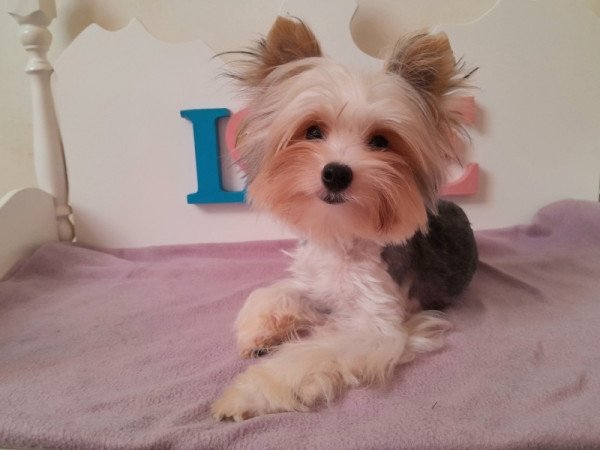 Biewer Yorkshire terrier