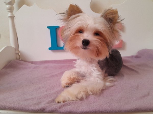 Biewer Yorkshire terrier