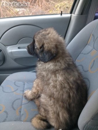 Kaukázusi juhászkutya kölykök