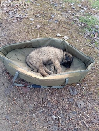 Kaukázusi juhászkutya kölykök