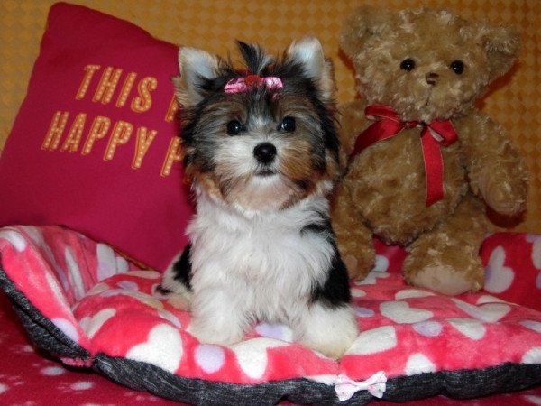 Biewer Yorkshire Terrier Yorki