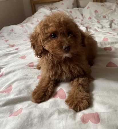 Maltipoo maltai selyem es torpe uszkar