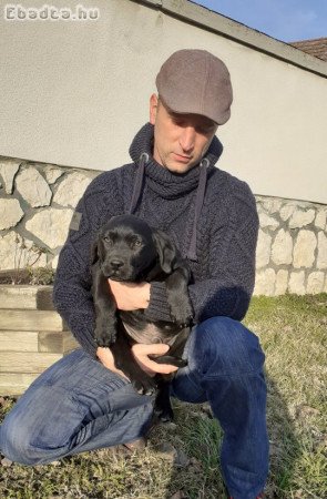 Labrador kiskutya eladó