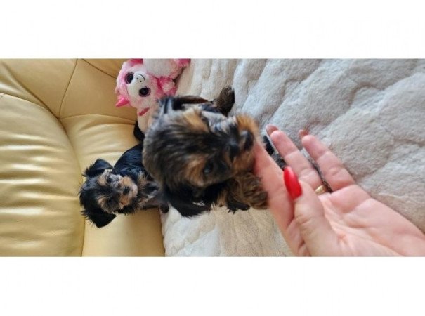 yorkshire terrier kisfiúk