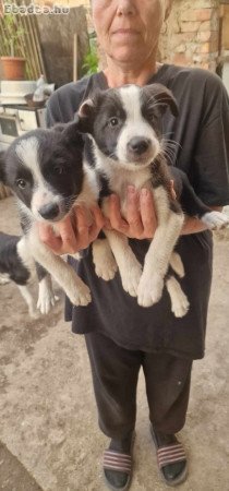 Border Collie kölykök