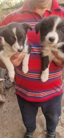 Border Collie kölykök