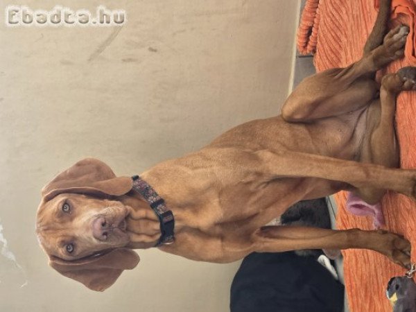 7hónapos vizsla kislány eladó